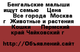 Бенгальские малыши ищут семью) › Цена ­ 5 500 - Все города, Москва г. Животные и растения » Кошки   . Пермский край,Чайковский г.